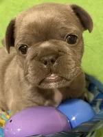 Lil Bit, a female French Bulldog for sale in Mobile, AL – Photo 5 of 10