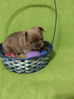 Lil Bit, a female French Bulldog for sale in Mobile, AL – Photo 8 of 10