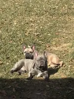 Lil Bit, a female French Bulldog for sale in Mobile, AL – Photo 9 of 10