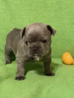 Lil Bit, a female French Bulldog for sale in Mobile, AL – Photo 2 of 10