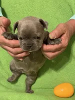Lil Bit, a female French Bulldog for sale in Mobile, AL – Photo 3 of 10