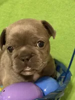 Lil Bit, a female French Bulldog for sale in Mobile, AL – Photo 4 of 10