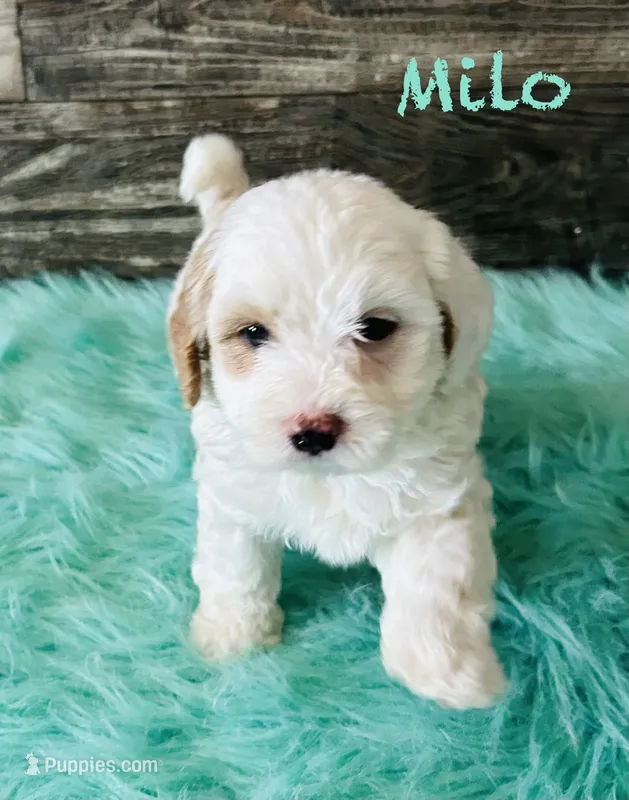 Milo – Maltipoo puppy for sale in Camden, MI