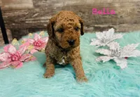 Bella, a female Cavapoo and Poodle - Miniature  for sale in Camden, MI – 3 of 3