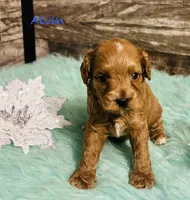 Alvin, a female Cavapoo and Poodle - Miniature  for sale in Camden, MI – 3 of 3
