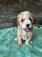 Max, a male Maltipoo for sale in Camden, MI – 7 of 9
