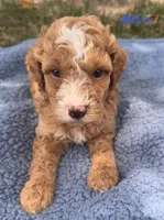 Milo, a male Cavapoo for sale in Camden, MI – 3 of 4