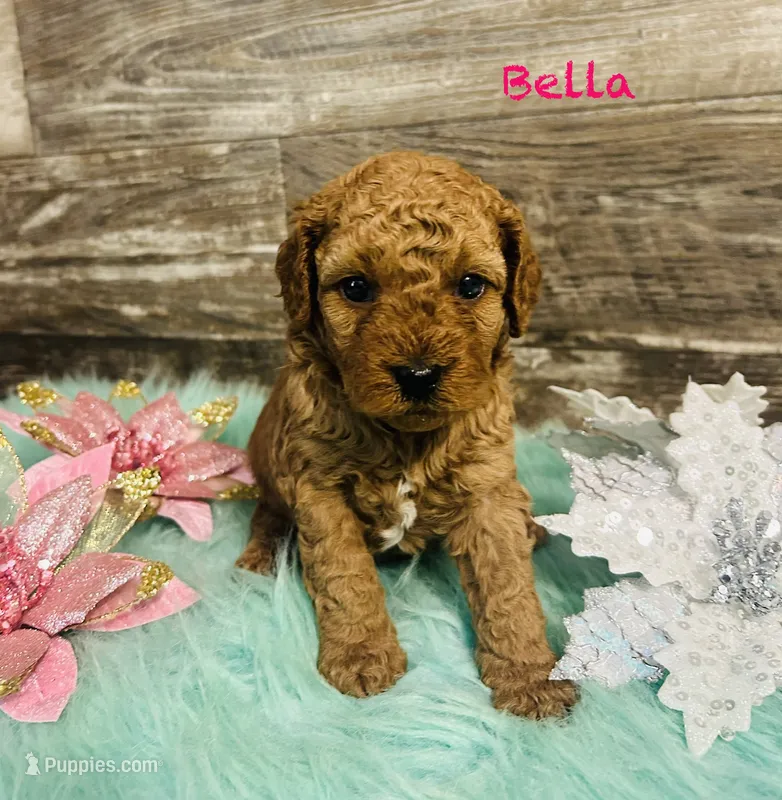 Bella – Cavapoo, Poodle - Miniature  puppy for sale in Camden, MI
