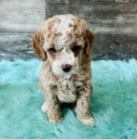 Max, a male Maltipoo for sale in Camden, MI – 8 of 9