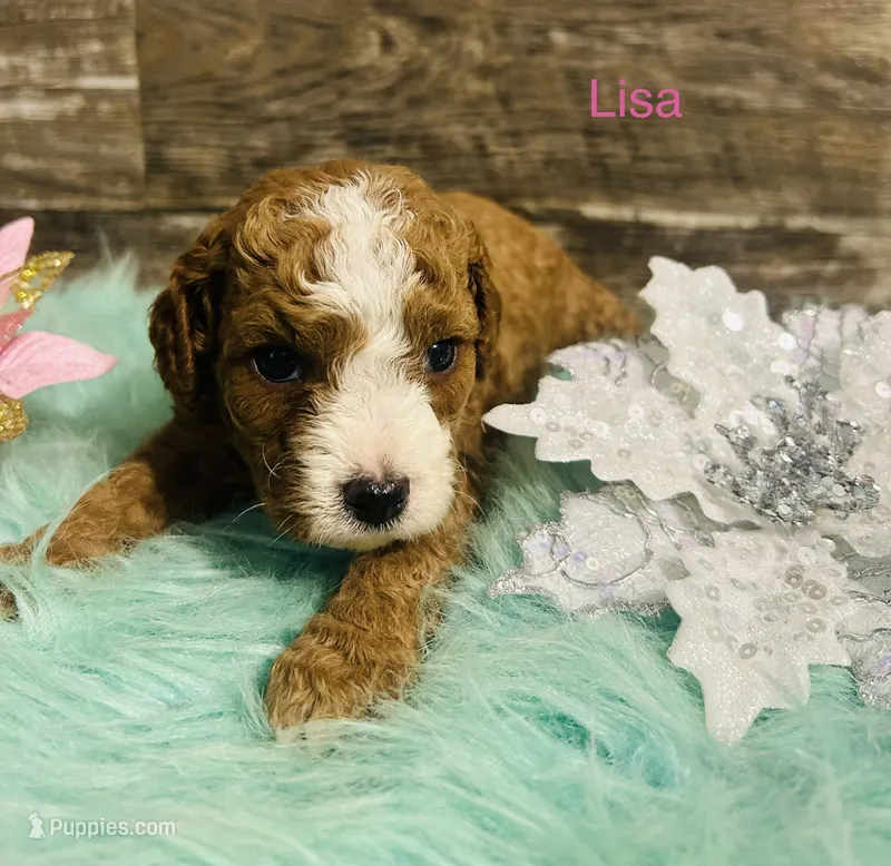 Lisa – Cavapoo, Poodle - Miniature  puppy for sale in Camden, MI