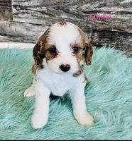 Emma, a female Cavapoo and Poodle - Standard  for sale in Camden, MI – 1 of 4