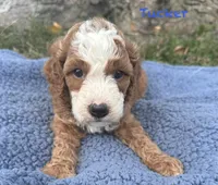 Tucker, a male Cavapoo for sale in Camden, MI – 3 of 4