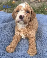Milo, a male Cavapoo for sale in Camden, MI – 4 of 4