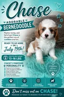 Chase, a male Bernedoodle for sale in Camden, MI – 1 of 1