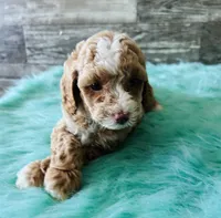 Moose, a male Maltipoo for sale in Camden, MI – 8 of 9