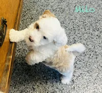 Milo, a male Maltipoo for sale in Camden, MI – 2 of 7