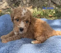 Jason, a male Cavapoo for sale in Camden, MI – 2 of 4