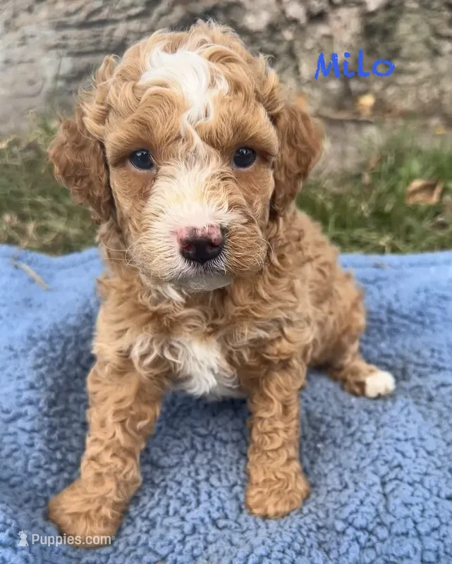 Milo – Cavapoo puppy for sale in Camden, MI