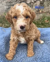 Milo, a male Cavapoo for sale in Camden, MI – 1 of 4