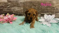 Bella, a female Cavapoo and Poodle - Miniature  for sale in Camden, MI – 2 of 3