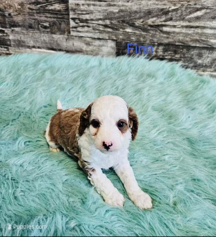 Finn – Cavapoo, Poodle - Standard  puppy for sale in Camden, MI