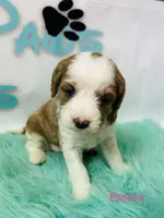 Emma, a female Cavapoo and Poodle - Standard  for sale in Camden, MI – 2 of 4