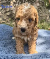 Jason, a male Cavapoo for sale in Camden, MI – 1 of 4