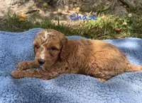 Chase, a male Cavapoo for sale in Camden, MI – 4 of 4