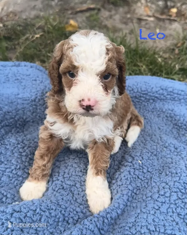 Leo – Cavapoo puppy for sale in Camden, MI