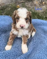 Leo, a male Cavapoo for sale in Camden, MI – 1 of 4