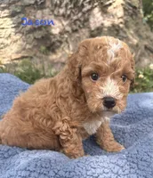 Jason, a male Cavapoo for sale in Camden, MI – 4 of 4