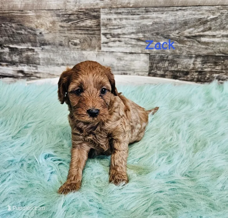Zack – Cavapoo, Poodle - Miniature  puppy for sale in Camden, MI