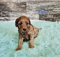 Zack, a male Cavapoo and Poodle - Miniature  for sale in Camden, MI – 1 of 4