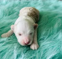Milo, a male Maltipoo for sale in Camden, MI – 6 of 7