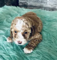 Moose, a male Maltipoo for sale in Camden, MI – 5 of 9