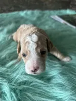 Max, a male Maltipoo for sale in Camden, MI – 4 of 9