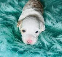 Milo, a male Maltipoo for sale in Camden, MI – 5 of 7
