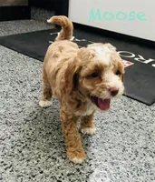 Moose, a male Maltipoo for sale in Camden, MI – 3 of 9