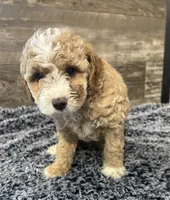 Max, a male Maltipoo for sale in Camden, MI – 9 of 9
