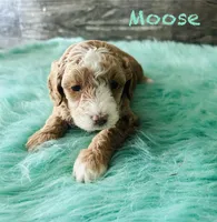 Moose, a male Maltipoo for sale in Camden, MI – 4 of 9