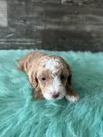 Moose, a male Maltipoo for sale in Camden, MI – 6 of 9