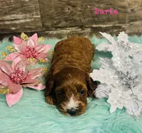 Darla, a female Cavapoo and Poodle - Miniature  for sale in Camden, MI – 2 of 3