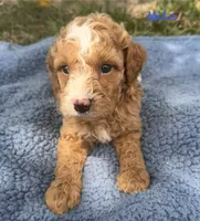 Milo, a male Cavapoo for sale in Camden, MI – 2 of 4