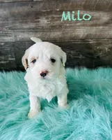 Milo, a male Maltipoo for sale in Camden, MI – 4 of 7