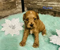 Alvin, a female Cavapoo and Poodle - Miniature  for sale in Camden, MI – 2 of 3