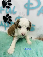 Finn, a male Cavapoo and Poodle - Standard  for sale in Camden, MI – 3 of 3