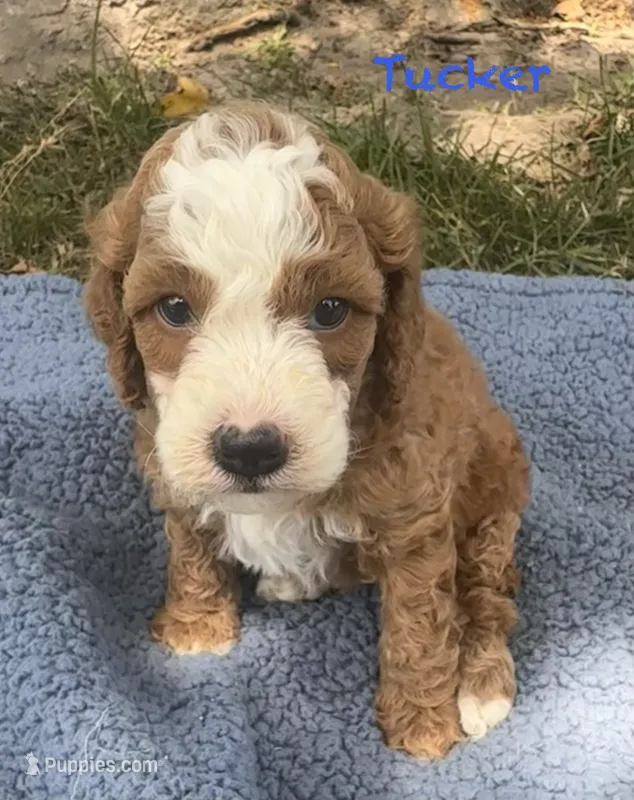 Tucker – Cavapoo puppy for sale in Camden, MI