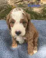 Tucker, a male Cavapoo for sale in Camden, MI – 1 of 4