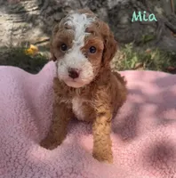 Mia, a female Cavapoo for sale in Camden, MI – 1 of 4