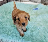 Josh, a male Cavapoo and Poodle - Miniature  for sale in Camden, MI – 1 of 4